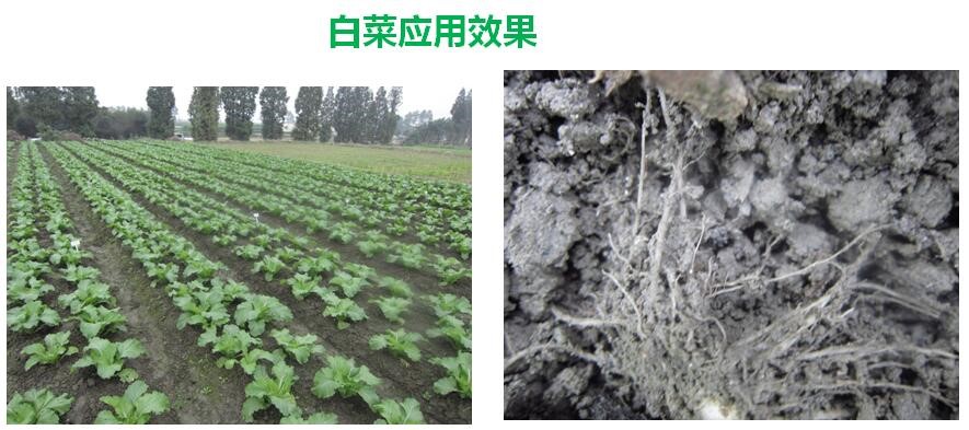 氨基寡糖素 - 植物的免疫衛(wèi)士，根結(jié)線蟲的克星