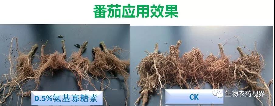 氨基寡糖素 - 植物的免疫衛(wèi)士，根結(jié)線蟲的克星
