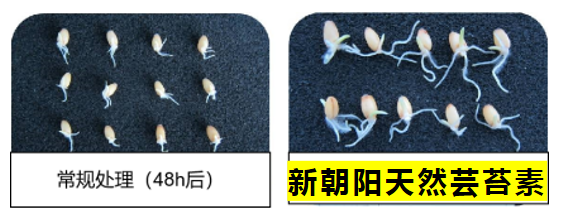 小麥拌種選新朝陽(yáng)天然蕓苔素，讓小麥高產(chǎn)贏在起跑線上?。ㄐ←溤谑裁磿r(shí)候用蕓苔素效果最佳）