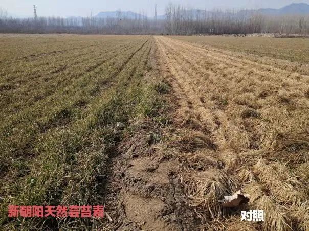 小麥拌種選新朝陽(yáng)天然蕓苔素，讓小麥高產(chǎn)贏在起跑線上！（小麥在什么時(shí)候用蕓苔素效果最佳）