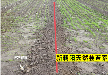 小麥拌種選新朝陽(yáng)天然蕓苔素，讓小麥高產(chǎn)贏在起跑線上！（小麥在什么時(shí)候用蕓苔素效果最佳）